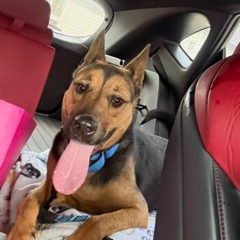 Mixed Breed Dogs Available for Adoption - Paddy | PetCurious