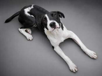Johnny -  Hound and Mixed Breed Dog for Adoption in Bowling Green, Kentucky - Johnny | PetCurious