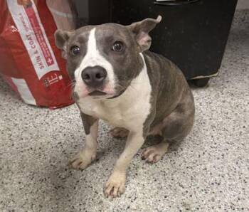Tutu -  Pit Bull Terrier and Mixed Breed Dog for Adoption in Kansas City, Missouri - Tutu | PetCurious