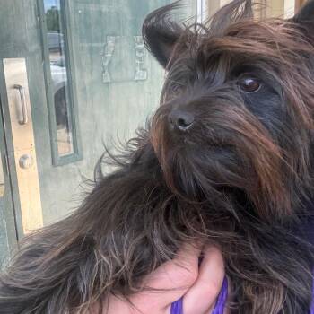 Yorkshire Terrier Dogs Available for Adoption in Montgomery, Alabama - Toto | PetCurious