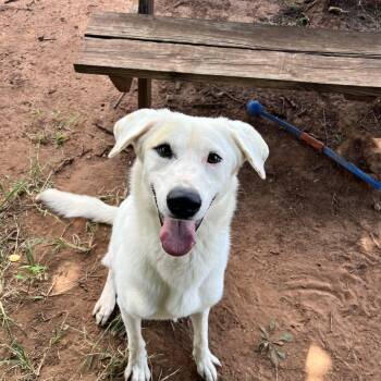 Rescue Mixed Breed Dogs for Adoption in Guthrie, Oklahoma - Jasmine | PetCurious