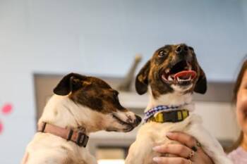 Feist Dogs Available for Adoption in Dothan, Alabama - Reba | PetCurious