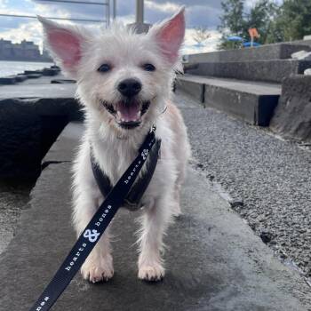Bao -  Terrier Dog for Adoption in New York, New York - Bao | PetCurious