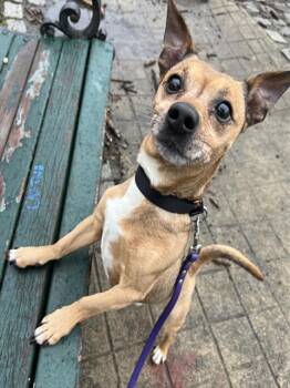 Chihuahua Dogs Available for Adoption in Boston, Massachusetts - JAZZ | PetCurious