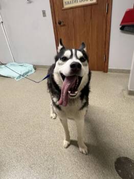 Echo -  Siberian Husky Dog for Adoption in Pequot Lakes, Minnesota - Echo | PetCurious