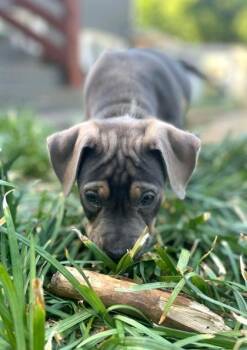 Pit Bull Terrier and Mixed Breed Dogs Available for Adoption in Malvern, Pennsylvania - EmmieLu | PetCurious