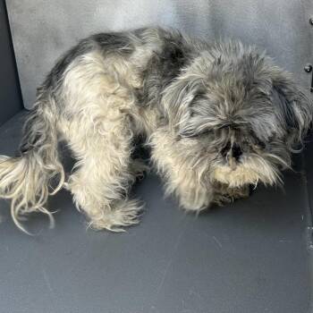 BREES -  Shih Tzu Dog for Adoption in Greensboro, North Carolina - BREES | PetCurious