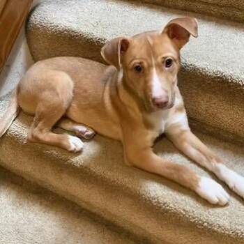 Benedict -  Terrier Dog for Adoption in Racine, Wisconsin - Benedict | PetCurious