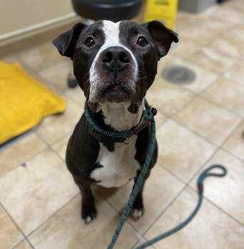 Rescue Pit Bull Terrier Dogs for Adoption in Troutdale, Oregon - Hulk | PetCurious