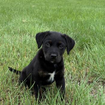 Jazz -  Mixed Breed Dog for Adoption in Saskatoon, Saskatchewan - Jazz | PetCurious