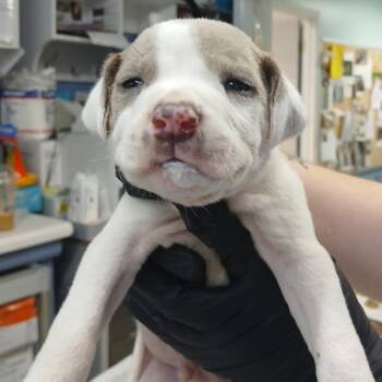 Adrian (Lola Pup 6) -  Hound and Mixed Breed Dog for Adoption in Marble, North Carolina - Adrian (Lola Pup 6) | PetCurious