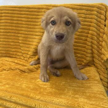 Bark -  Retriever and Shepherd Dog for Adoption in Kanab, Utah - Bark | PetCurious