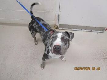 Zeus(48) -  Pit Bull Terrier Dog for Adoption in Marietta, Georgia - Zeus(48) | PetCurious