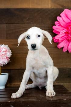 476-26 -  Terrier Dog for Adoption in Brighton, Colorado - 476-26 | PetCurious