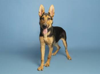 CELESTE -  German Shepherd Dog Dog for Adoption in Phoenix, Arizona - CELESTE | PetCurious