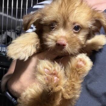 Radicchio -  Terrier and Mixed Breed Dog for Adoption in Venice, Florida - Radicchio | PetCurious