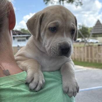 Linzer -  Mixed Breed Dog for Adoption in Freeport, Florida - Linzer | PetCurious