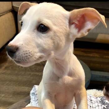 St. Thomas -  Labrador Retriever and Rat Terrier Dog for Adoption in Buffalo, Minnesota - St. Thomas | PetCurious