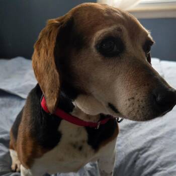 Beagle Dogs Available for Adoption - Rescue Siri | PetCurious