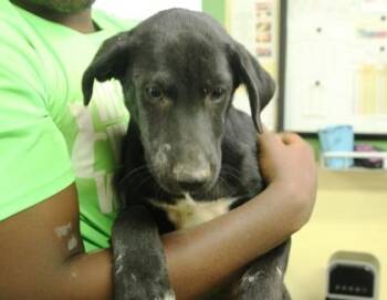 Hooligan -  Catahoula Leopard Dog and Mixed Breed Dog for Adoption in Picayune, Mississippi - Hooligan | PetCurious