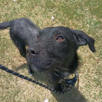 Cole -  Mixed Breed Dog for Adoption in Duncan, Oklahoma - Cole | PetCurious