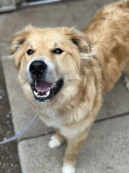 Rescue Border Collie and Great Pyrenees Dogs for Adoption in Rhinelander, Wisconsin - Gordie | PetCurious