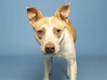Pit Bull Terrier Dogs Available for Adoption in Phoenix, Arizona - GIGI | PetCurious
