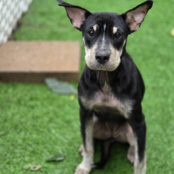 Pia -  Shar Pei and Mixed Breed Dog for Adoption in Blairstown, New Jersey - Pia | PetCurious