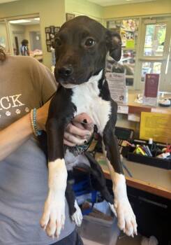 Briar -  American Staffordshire Terrier Dog for Adoption in Kalamazoo, Michigan - Briar | PetCurious