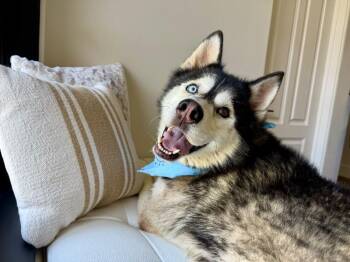 Smooch Summit of Love -  Alaskan Malamute Dog for Adoption in Friendswood, Texas - Smooch Summit Of Love | PetCurious