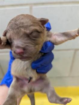 Mixed Breed Dogs Available for Adoption - SONNY | PetCurious