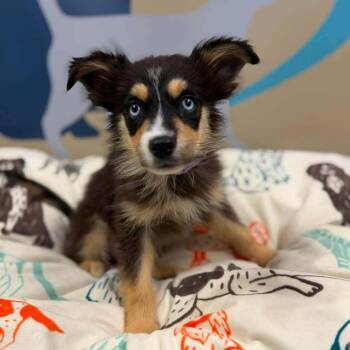 Ben -  Australian Shepherd and Mixed Breed Dog for Adoption in Fairfax Station, Virginia - Ben | PetCurious