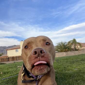 Rescue American Staffordshire Terrier and Pit Bull Terrier Dogs for Adoption in Los Angeles, California - CANELO | PetCurious