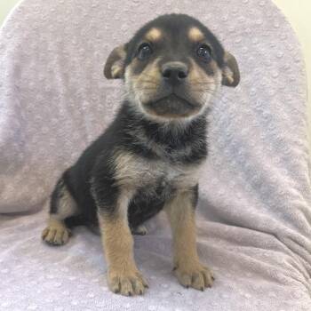 Terrier Dogs Available for Adoption in Las Vegas, Nevada - Candy Button 53689 | PetCurious