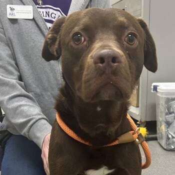 Labrador Retriever Dogs Available for Adoption in Des Moines, Iowa - Hayes | PetCurious