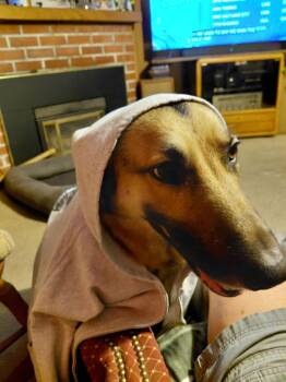 German Shepherd Dog Dogs Available for Adoption - Allie SR | PetCurious