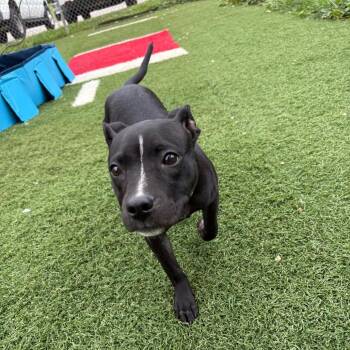 Stink Bug -  Mixed Breed Dog for Adoption in Batavia, Ohio - Stink Bug | PetCurious
