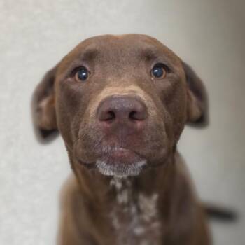 Labrador Retriever and Mixed Breed Dogs Available for Adoption in Chatham, Virginia - Berkeley | PetCurious