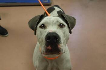 Rescue Mixed Breed Dogs for Adoption in Columbia, South Carolina - RUBY | PetCurious