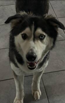 Selene -  Husky Dog for Adoption in Pflugerville, Texas - Selene | PetCurious