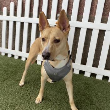 Rescue Labrador Retriever and Mixed Breed Dogs for Adoption in Modesto, California - MALOSI | PetCurious