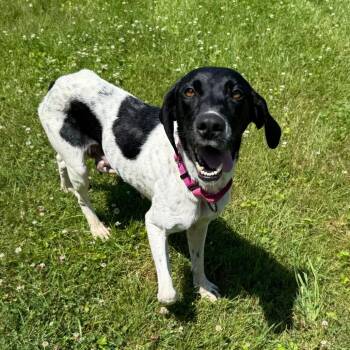 CT Taco Bella -  Pointer and American Foxhound Dog for Adoption in Eastford, Connecticut - CT Taco Bella | PetCurious