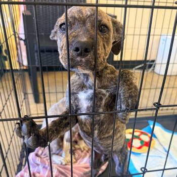 Scrappy -  Mixed Breed Dog for Adoption in Corinth, Mississippi - Scrappy | PetCurious