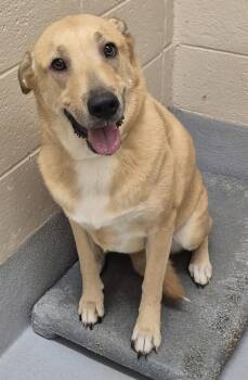 Pen 144 Lola"" -  Labrador Retriever Dog for Adoption in Lawrenceville, Georgia - Pen 144 Lola"" | PetCurious