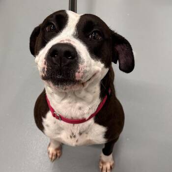 Raya -  Terrier and Mixed Breed Dog Available for Adoption in Mount Vernon, Indiana - Raya | PetCurious