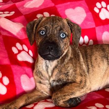 Boxer and Husky Dogs Available for Adoption - Suellen | PetCurious