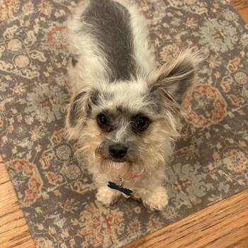 Holly -  Terrier Dog for Adoption in Plainfield, Illinois - Holly | PetCurious