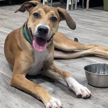 COCO -  Mountain Cur Dog for Adoption in Chicopee, Massachusetts - COCO | PetCurious