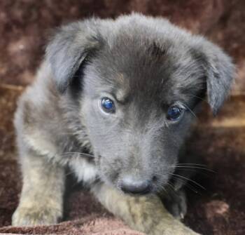 Slick -  Shepherd Dog for Adoption in Thief River Falls, Minnesota - Slick | PetCurious