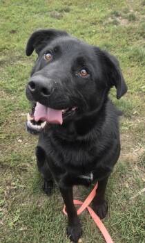 Marty -  German Shepherd Dog and Labrador Retriever Dog for Adoption in Salem, Oregon - Marty | PetCurious